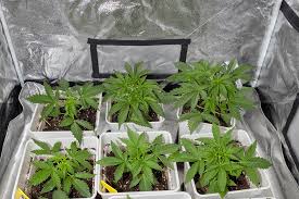 Exploring the World of Marijuana Seeds Idaho